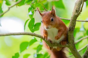 Red squirrels threatened by Welsh energy farm