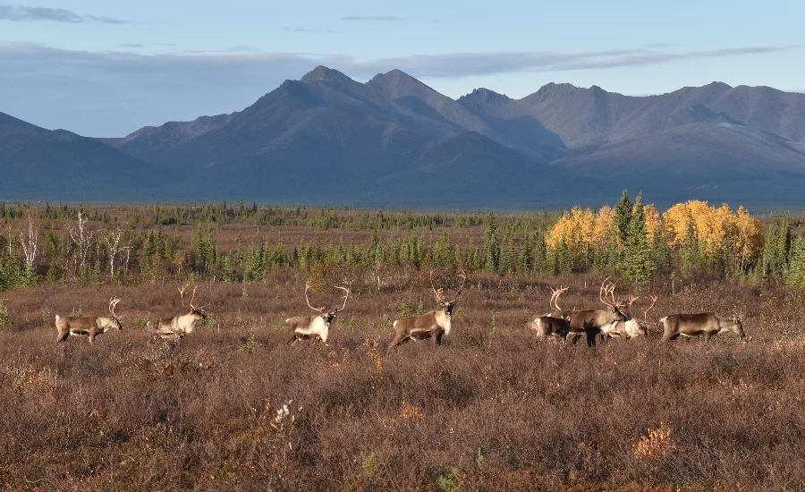 Trump Approves Appeal to Build Controversial Alaska Mining Road Trump Approves Appeal to Build Controversial Alaska Mining Road